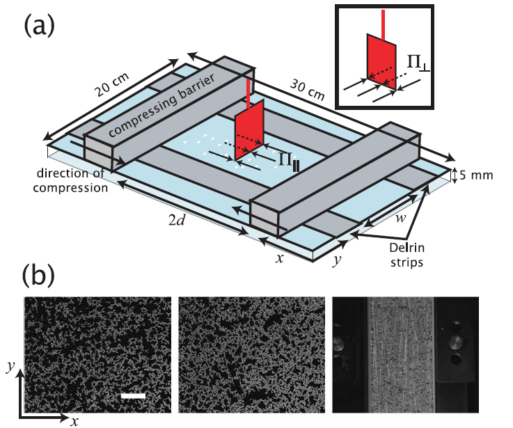 granular layer